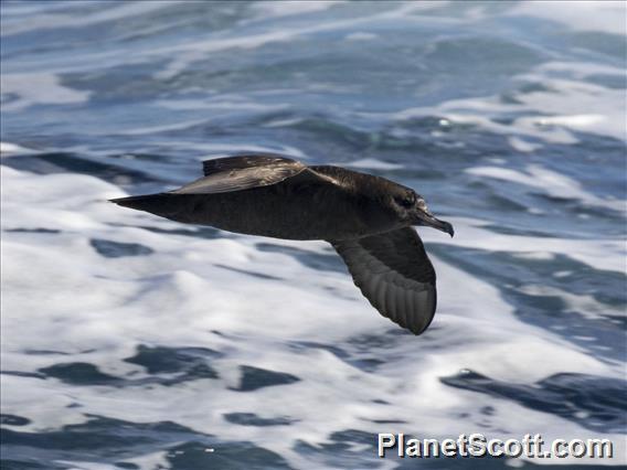 Flesh-footed Shearwater (Ardenna carneipes)