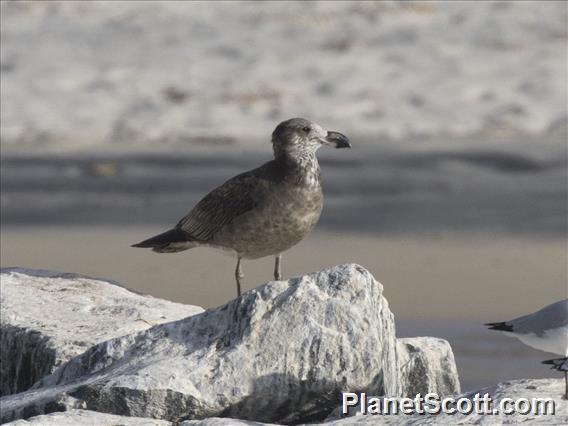 Pacific Gull (Larus pacificus) - 1st Summer