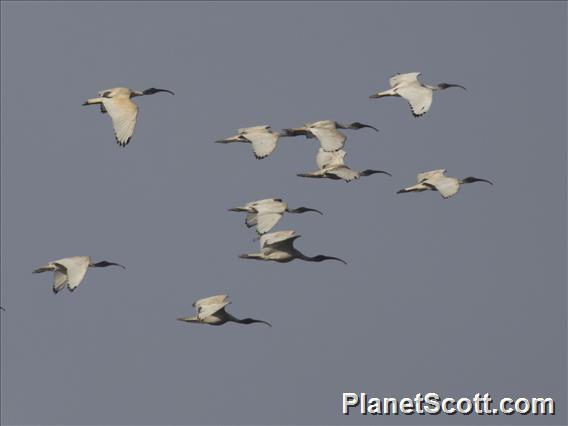 Australian Ibis (Threskiornis molucca)