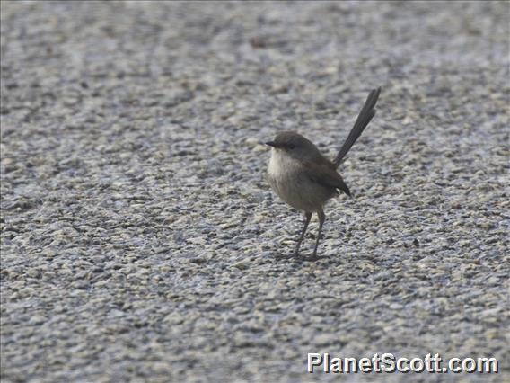 Red-winged Fairywren (Malurus elegans) - Female