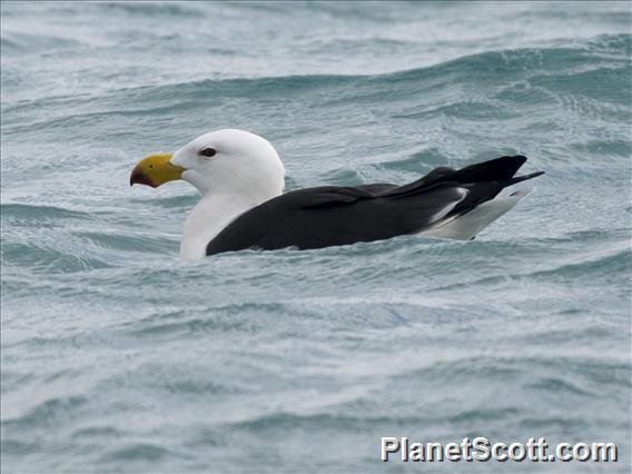 Pacific Gull (Larus pacificus)