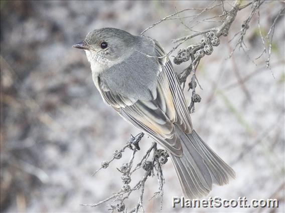 Western Whistler (Pachycephala fuliginosa) - Immature