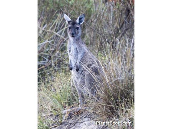 Western Gray Kangaroo (Macropus fuliginosus)