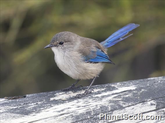 Splendid Fairywren (Malurus splendens) - Male