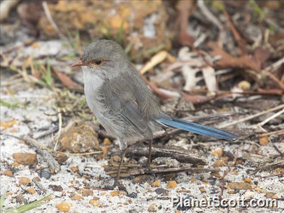 Splendid Fairywren (Malurus splendens) - Female