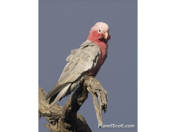 Galah (Eolophus roseicapilla)