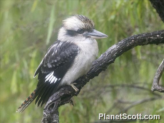 Laughing Kookaburra (Dacelo novaeguineae)