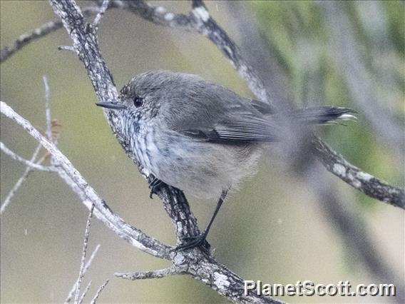 Inland Thornbill (Acanthiza apicalis)