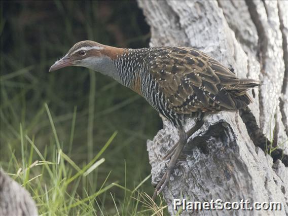 Buff-banded Rail (Gallirallus philippensis)