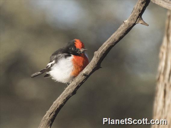 Red-capped Robin (Petroica goodenovii) - Male