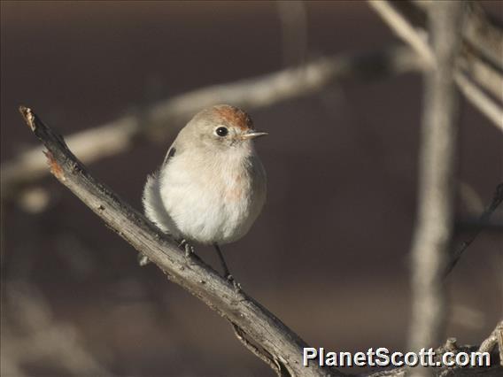 Red-capped Robin (Petroica goodenovii) - Female