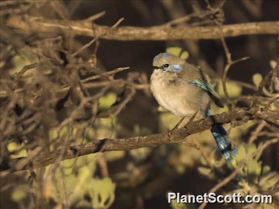 Splendid Fairywren (Malurus splendens) - Male