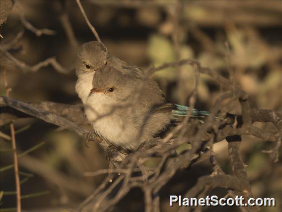 Splendid Fairywren (Malurus splendens)