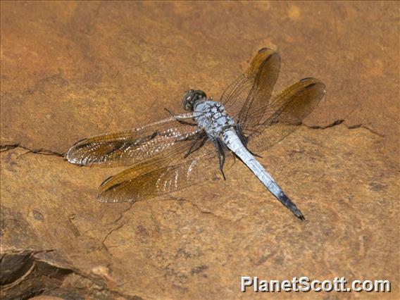 Blue Skimmer (Orthetrum caledonicum)