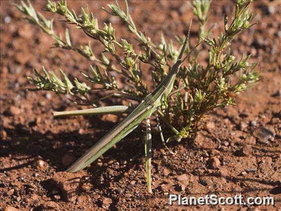 Giant Green Slantface (Acrida conica)