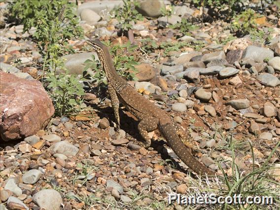 Argus Monitor Lizard (Varanus panoptes)