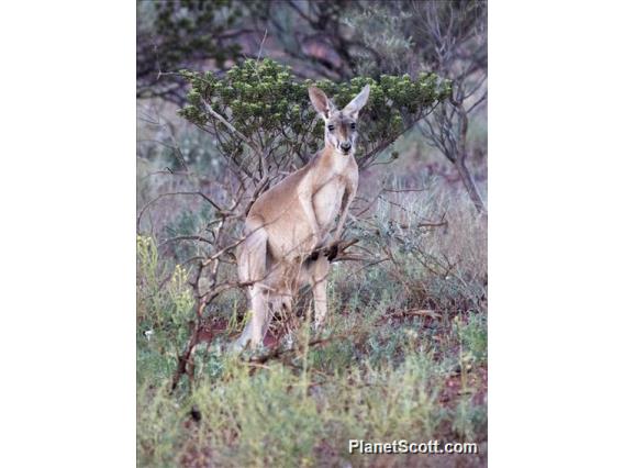 Red Kangaroo (Osphranter rufus)