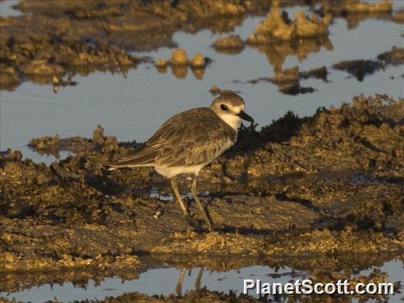 Greater Sand-Plover (Charadrius leschenaultii)