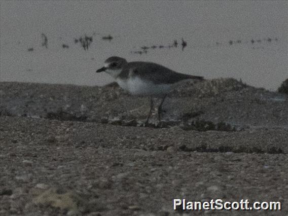 Siberian Sand Plover (Charadrius mongolus)