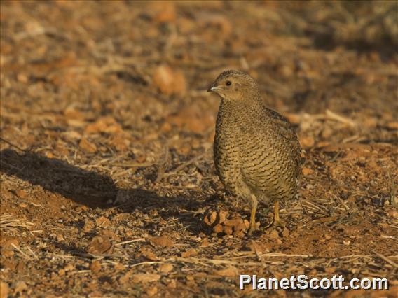 Brown Quail (Synoicus  ypsilophorus)