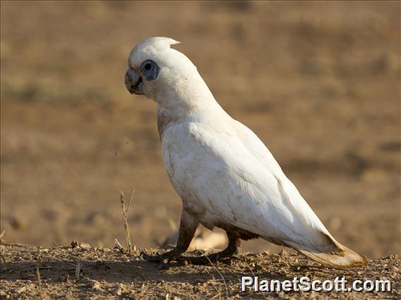 Little Corella (Cacatua sanguinea)