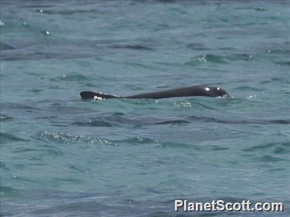 Australian Humpback Dolphin (Sousa sahulensis)