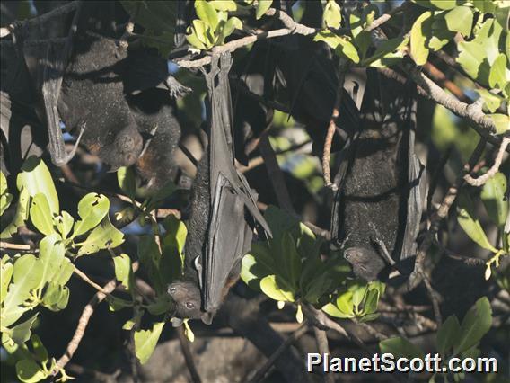 Black Flying Fox (Pteropus alecto)