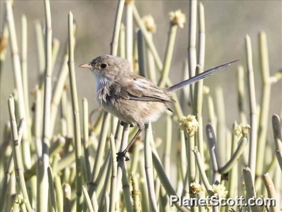 White-winged Fairywren (Malurus leucopterus)