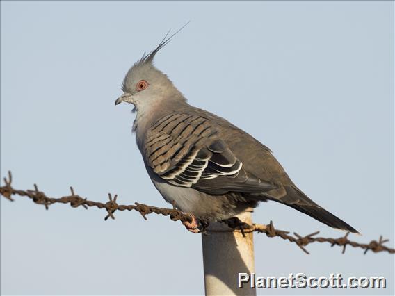 Crested Pigeon (Ocyphaps  lophotes)