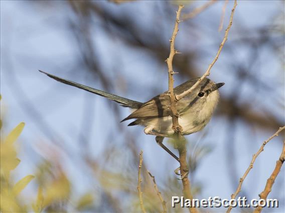 Purple-backed Fairywren (Malurus assimilis)