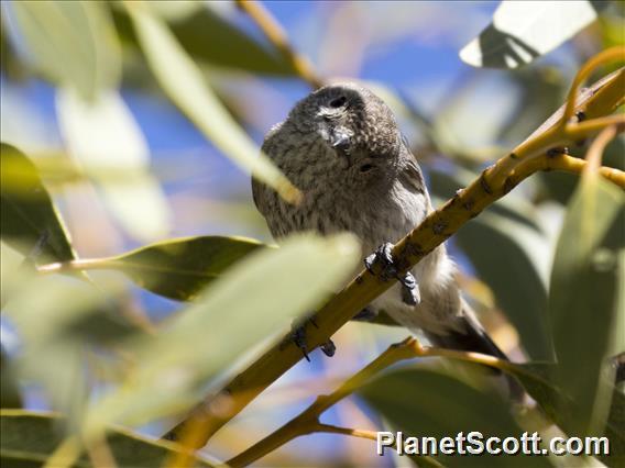 Inland Thornbill (Acanthiza apicalis)