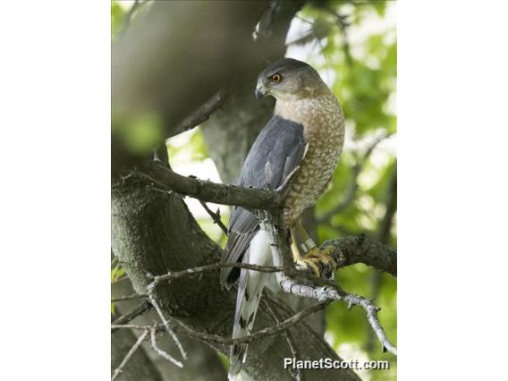 Cooper's Hawk (Accipiter cooperii)