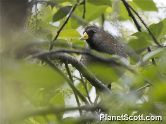 Sora (Porzana carolina)