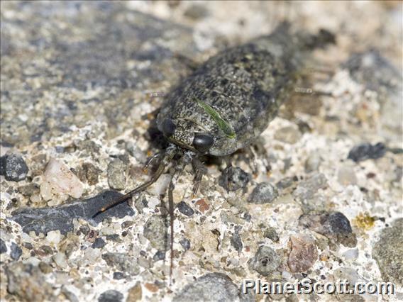 Western Sea Slater (Ligia occidentalis)