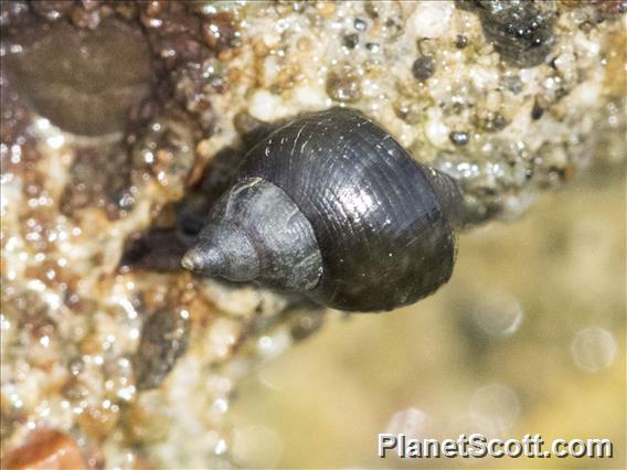 Checkered Periwinkle (Littorina scutulata)