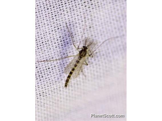 Midge (Chironomidae sp)