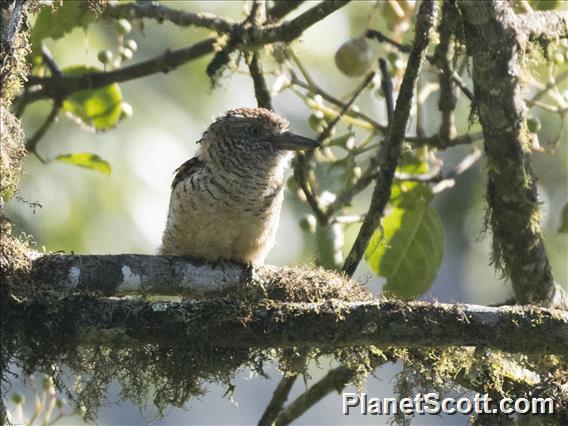 Barred Puffbird (Nystalus radiatus)