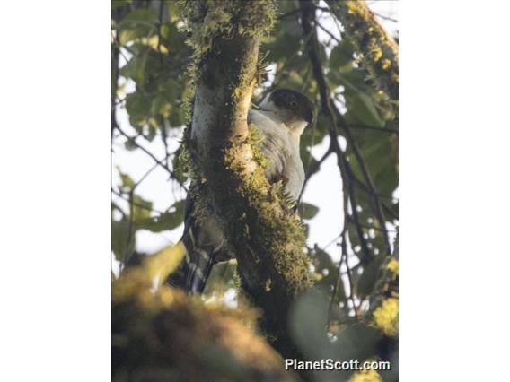 Bicolored Hawk (Accipiter bicolor)