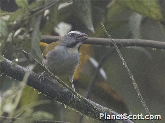 Buff-throated Saltator (Saltator maximus)