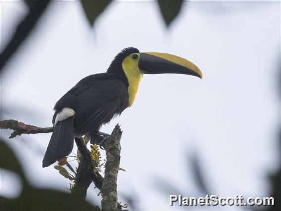 Choco Toucan (Ramphastos brevis)