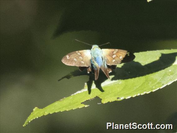 Skipper (Hylephila ssp)