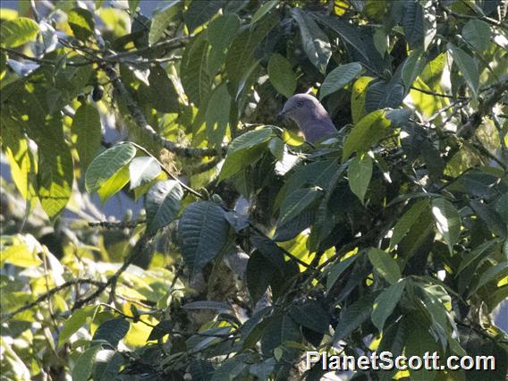 Ruddy Pigeon (Patagioenas subvinacea)