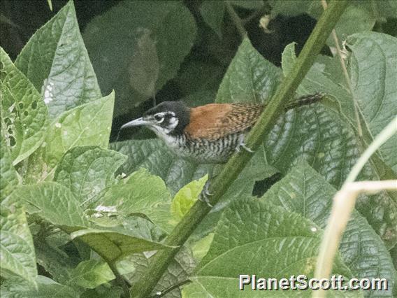 Bay Wren (Cantorchilus nigricapillus)