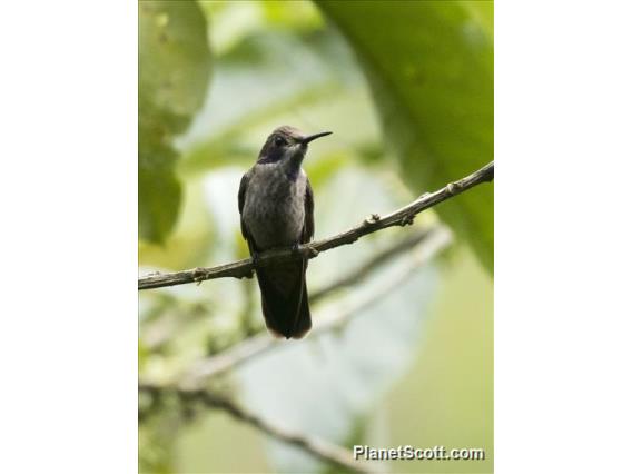 Brown Violetear (Colibri delphinae)