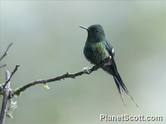 Green Thorntail (Discosura conversii) - Male