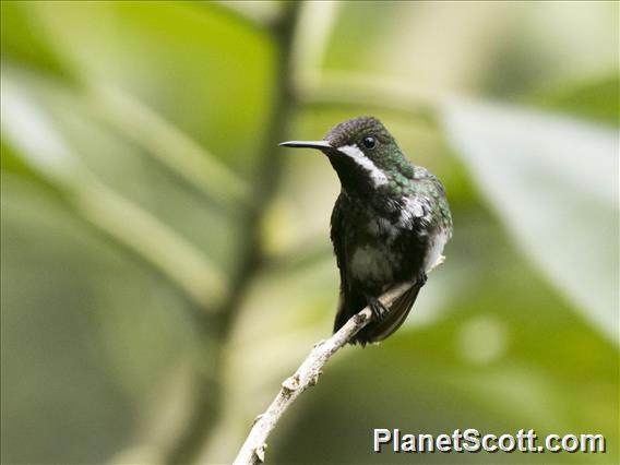 Green Thorntail (Discosura conversii)