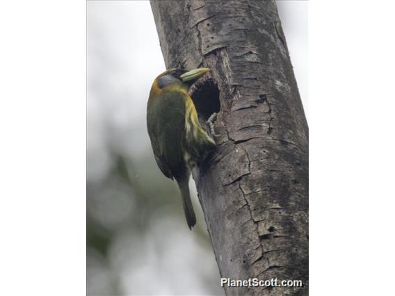 Red-headed Barbet (Eubucco bourcierii) - Female