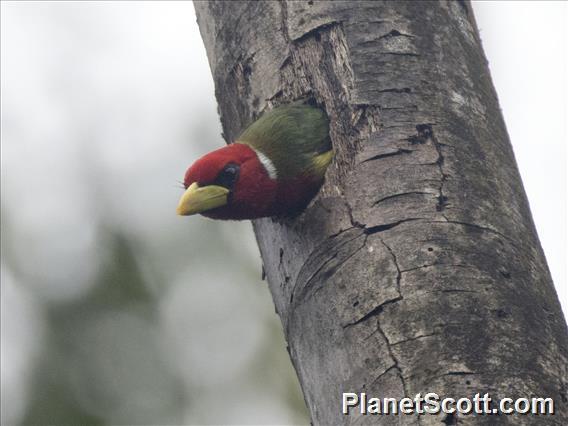 Red-headed Barbet (Eubucco bourcierii) - Male