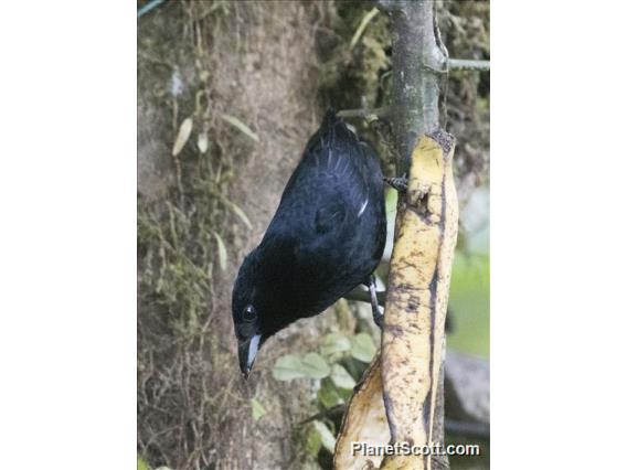 White-lined Tanager (Tachyphonus rufus) - Male