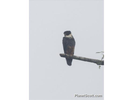 Bat Falcon (Falco rufigularis)